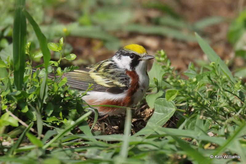 Chestnut-sided Warbler male, South Padre Island, TX, 4-21-21_14705pa.jpg