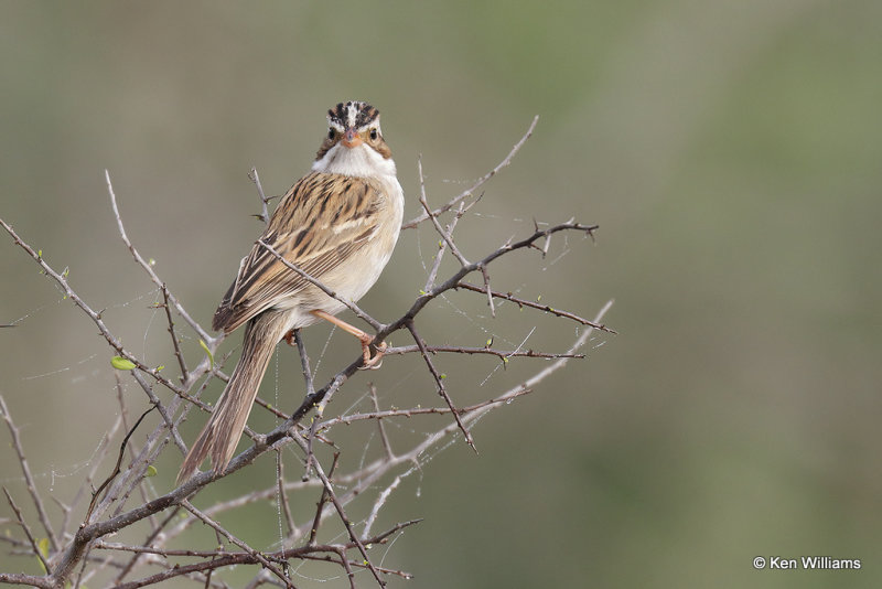 Clay-colored Sparrow, Estero Llano Grande SP, TX, 4-25-21_18530pa.jpg