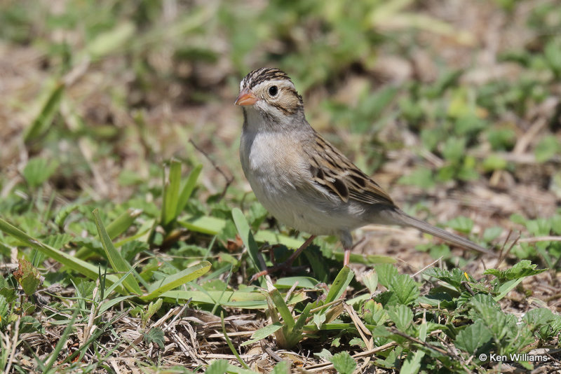 Clay-colored Sparrow, South Padre Island, TX, 4-20-21_13735pa.jpg