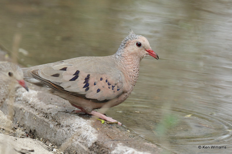 Common Ground Dove, Laguna Atascosa NWR, TX, 4-22-21_15860pa.jpg