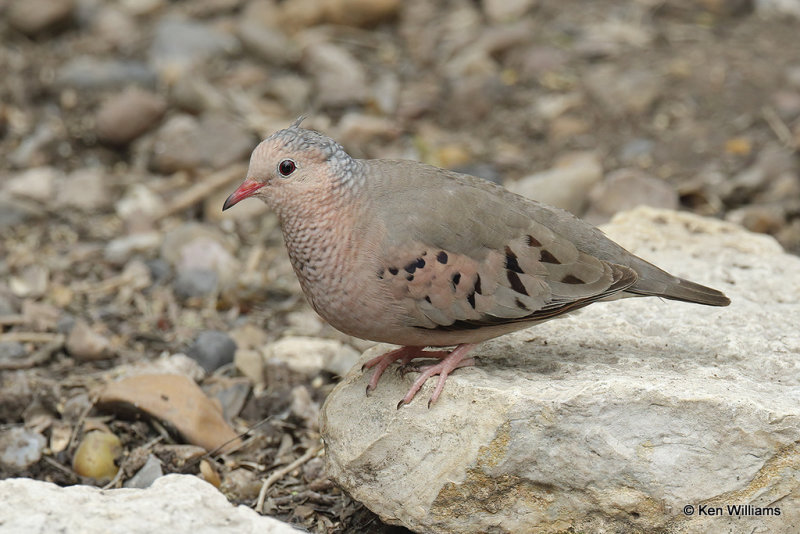 Common Ground Dove, Laguna Atascosa NWR, TX, 4-22-21_15906pa.jpg