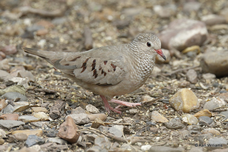 Common Ground Dove, Laguna Atascosa NWR, TX, 4-22-21_15933pa.jpg