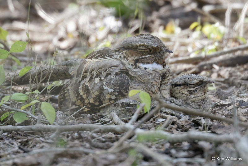Common Pauraque with 3 chicks, Estero Llano Grande SP, TX, 4-24-21_18321pa.jpg