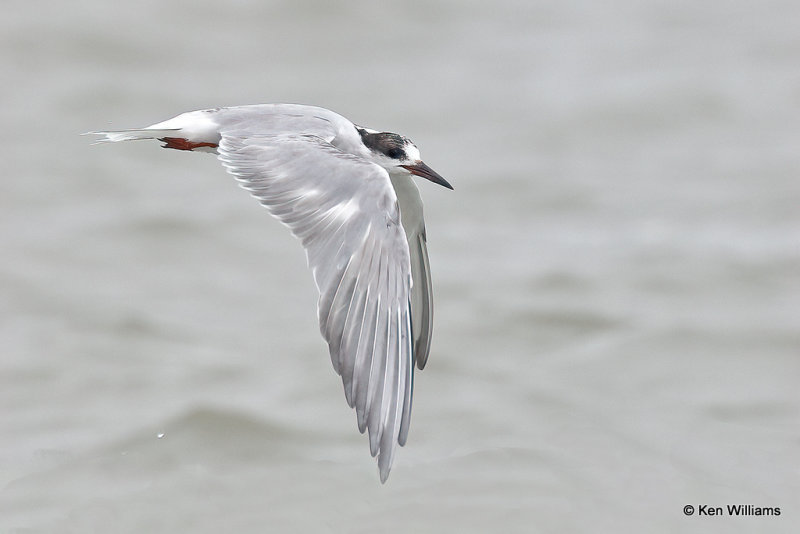 Common Tern nonbreeding plumage, Bolivar Flats, TX, 4-29-21_21585pa.jpg