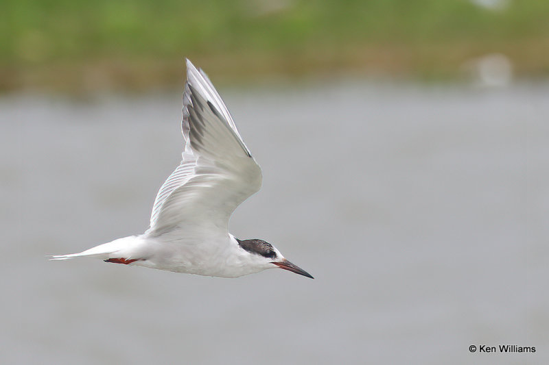 Common Tern nonbreeding plumage, Bolivar Flats, TX, 4-29-21_21652a.jpg