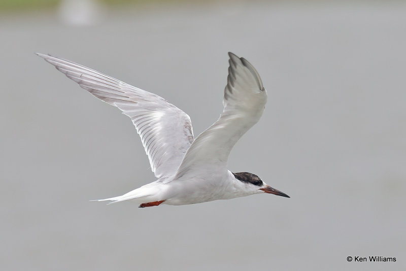 Common Tern nonbreeding plumage, Bolivar Flats, TX, 4-29-21_21655pa.jpg