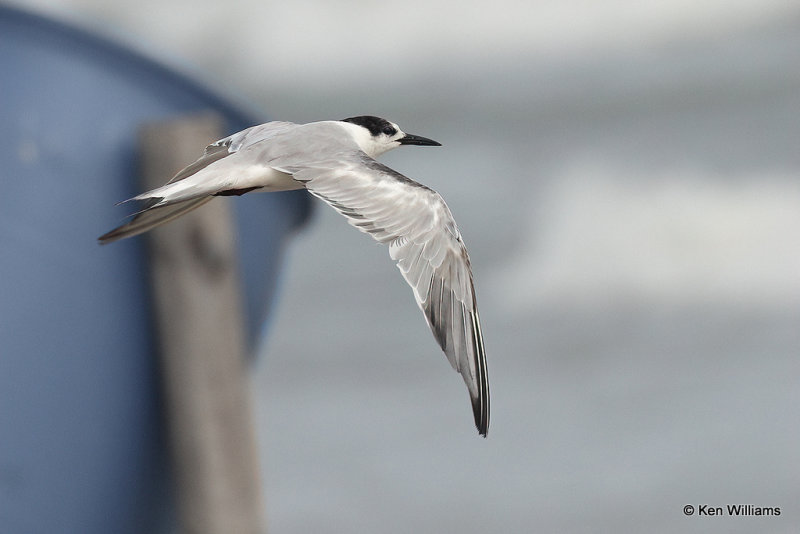 Common Tern nonbreeding plumage, Quintana jetty, TX, 4-28-21_20740pa.jpg