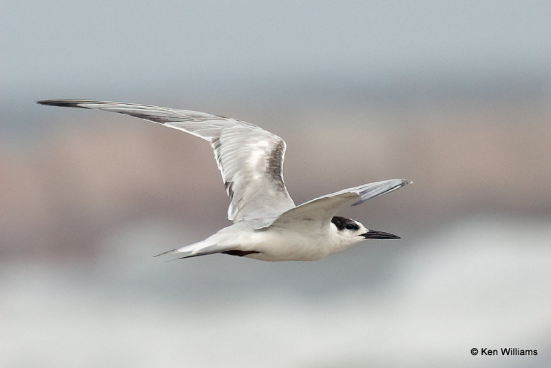 Common Tern nonbreeding plumage, Quintana jetty, TX, 4-28-21_20743pa.jpg