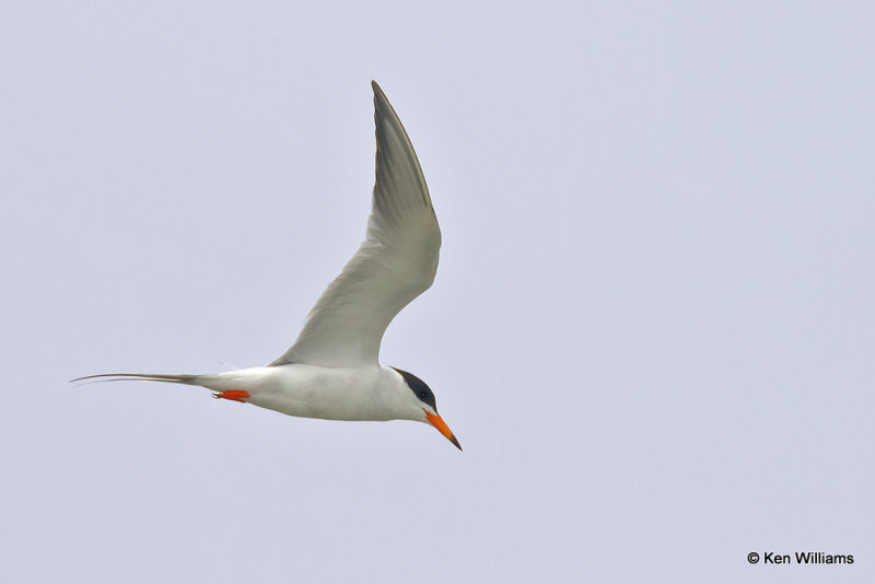 Forster's Tern breeding plumage, Bolivar Flats, TX, 4-29-21_21524pa.jpg