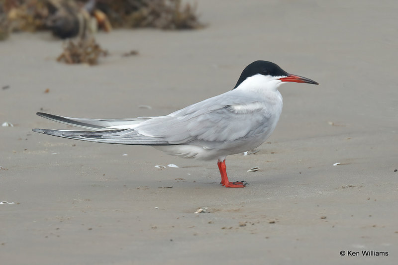 Forster's Tern breeding plumage, Quintana jetty, TX, 4-28-21_21077pa.jpg