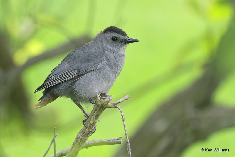 Gray Catbird without a tail, South Padre Island, TX, 4-23-21_17736a.jpg