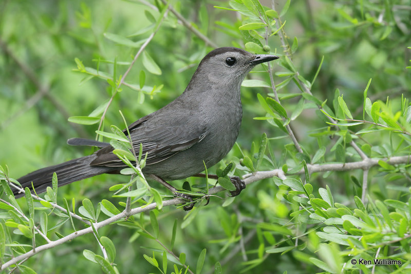 Gray Catbird, South Padre Island, TX, 4-21-21_15524a.jpg