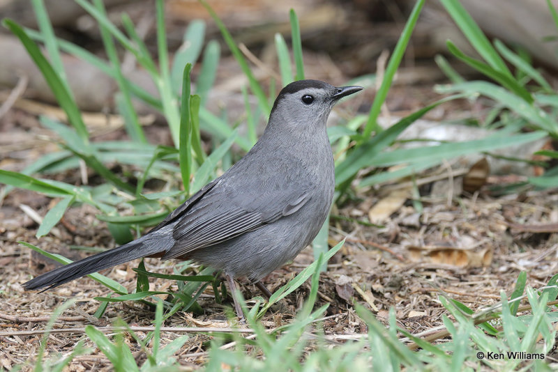 Gray Catbird, South Padre Island, TX, 4-21-21_16207a.jpg
