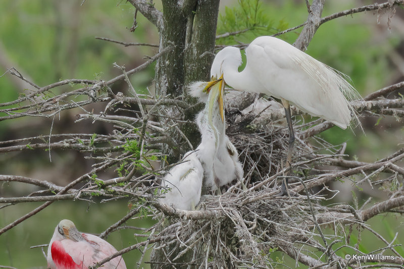Great Egret with chicks, High Island, TX, 4-29-21_21879a.jpg