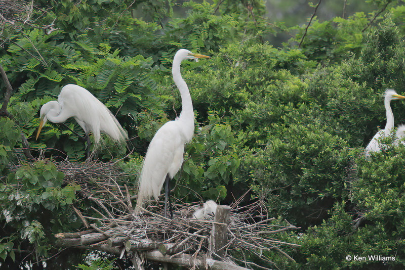 Great Egret with chicks, High Island, TX, 4-29-21_21932a.jpg
