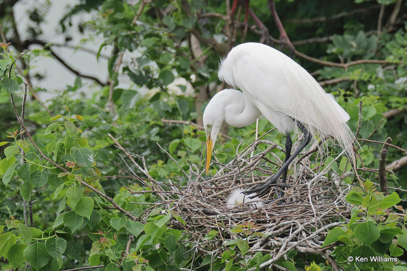 Great Egret with chicks, High Island, TX, 4-29-21_21933a.jpg