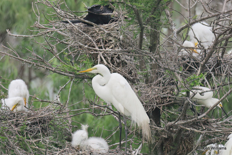 Great Egret with chicks, High Island, TX, 4-29-21_22019a.jpg