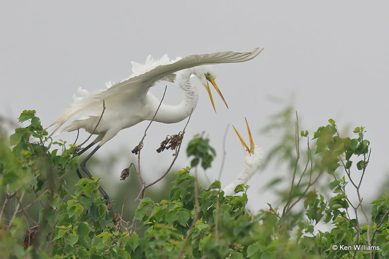 Great Egrets, High Island, TX, 4-29-21_21915a.jpg