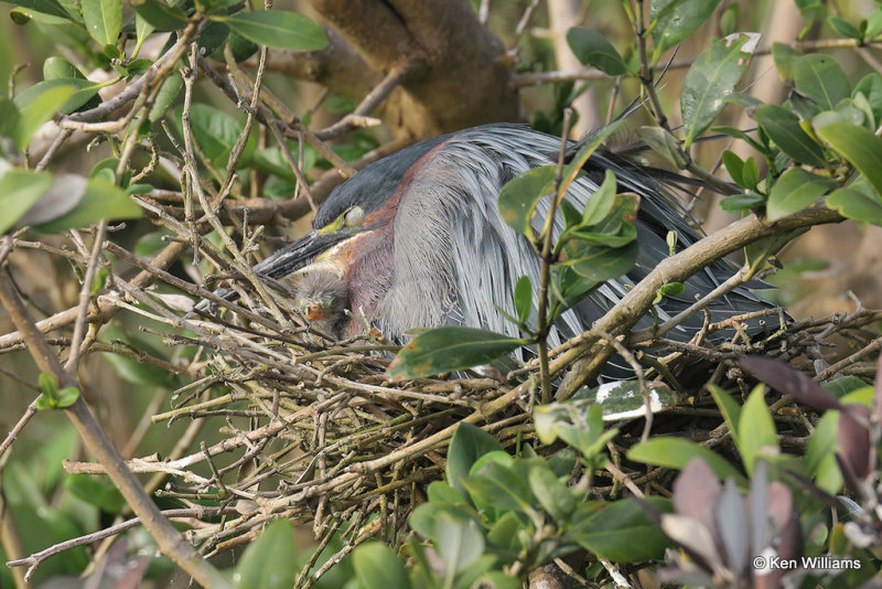 Green Heron on nest with chick, South Padre Island, TX, 4-23-21_17705a.jpg