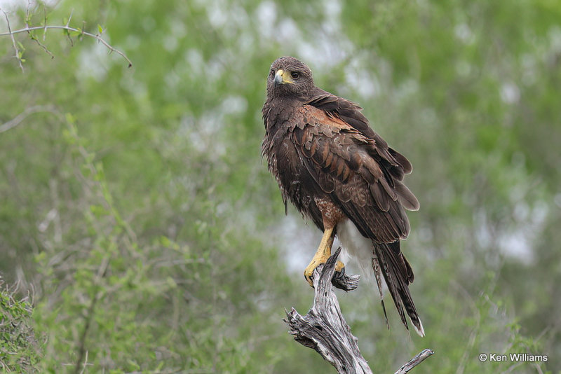 Harris's Hawk juvenile, Laguna Atascosa NWR, TX, 4-22-21_15996a.jpg
