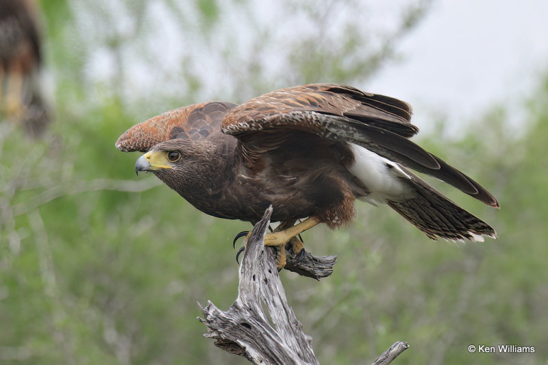 Harris's Hawk juvenile, Laguna Atascosa NWR, TX, 4-22-21_16004a.jpg
