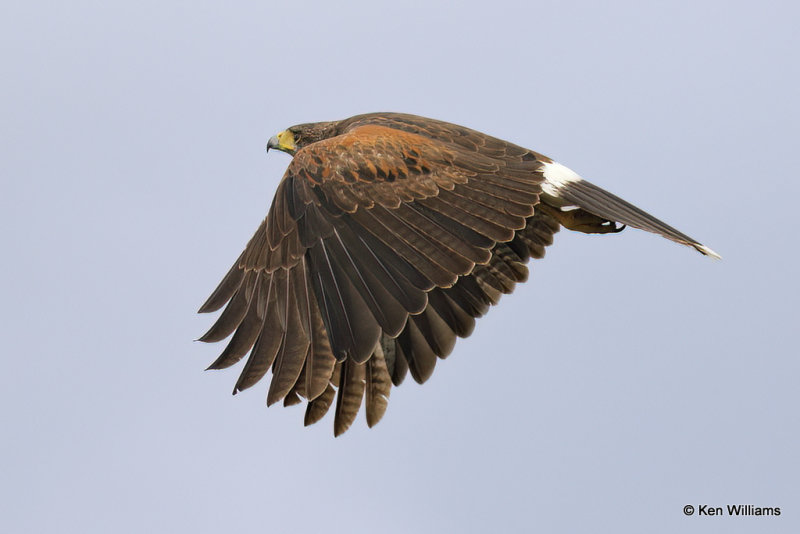Harris's Hawk juvenile, Laguna Atascosa NWR, TX, 4-22-21_16008a.jpg