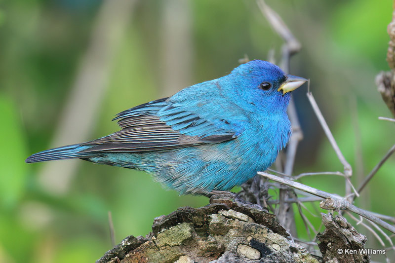 Indigo Bunting male, South Padre Island, TX, 4-19-21_12065a.jpg