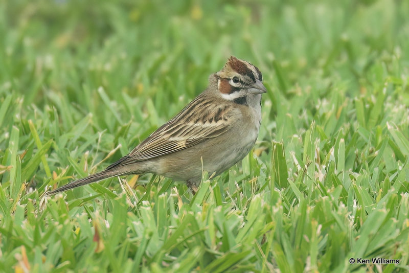 Lark Sparrow, South Padre Island, TX, 4-23-21_16875a.jpg