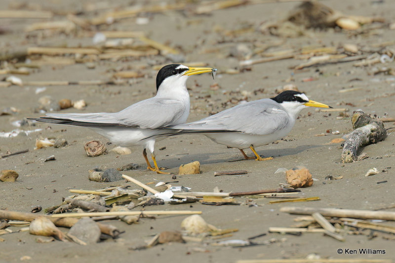 Least Tern mating pair, Quintana jetty, TX, 4-28-21_20926a.jpg