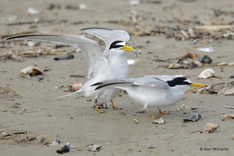 Least Tern mating pair, Quintana jetty, TX, 4-28-21_21026a.jpg