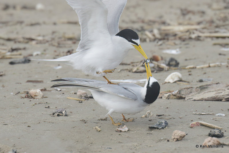 Least Tern mating pair, Quintana jetty, TX, 4-28-21_21028a.jpg
