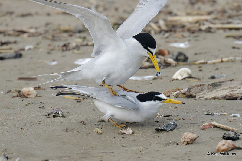Least Tern mating pair, Quintana jetty, TX, 4-28-21_21032a.jpg