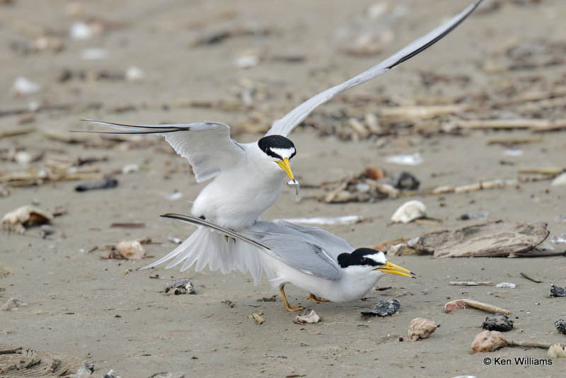 Least Tern mating pair, Quintana jetty, TX, 4-28-21_21040a.jpg