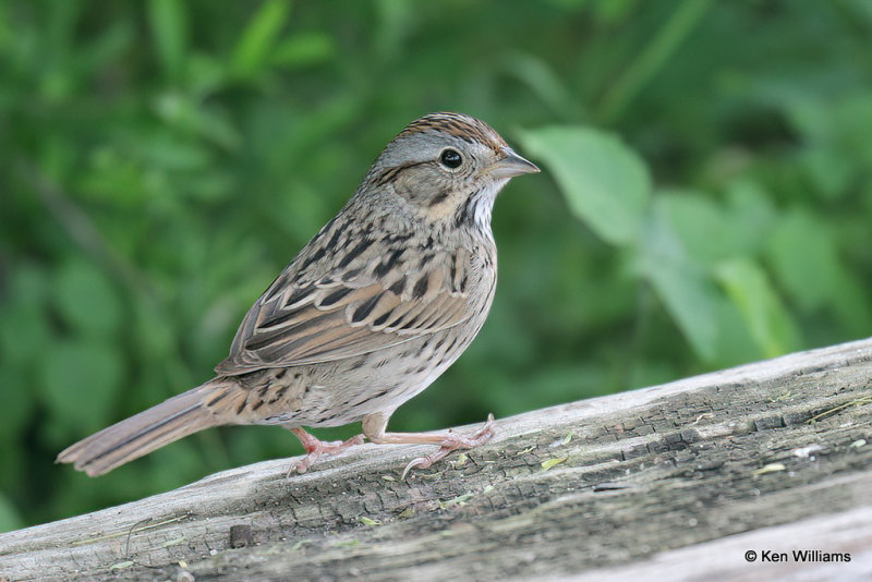 Lincoln's Sparrow, South Padre Island, TX, 4-23-21_17821a.jpg