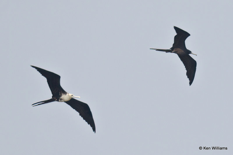 Magnificent Frigatebirds juvenile left & male, Quintana jetty, TX, 4-28-21_20672a.jpg