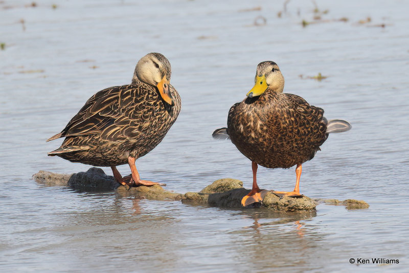 Mottled Duck pair, Estero Llano Grande SP, TX, 4-24-21_18266a.jpg
