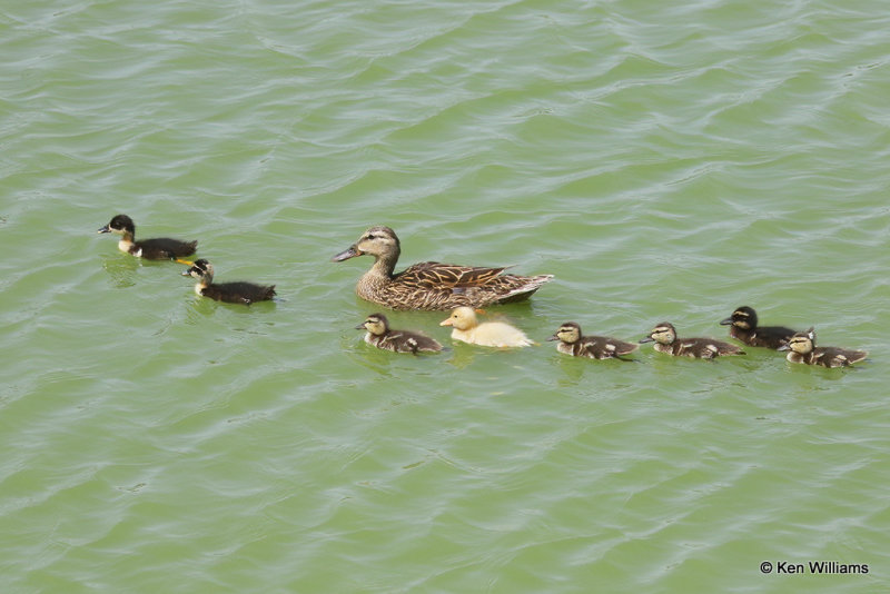 Mottled Duck family, Edinburg Scenic Wetlands, 4-24-21_17941a.jpg