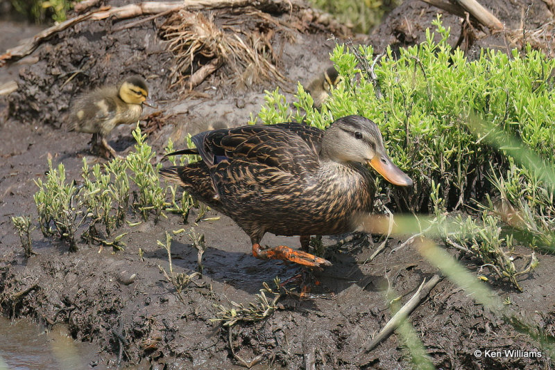 Mottled Duck female & duckling, South Padre Island, TX, 4-21-21_15357a.jpg