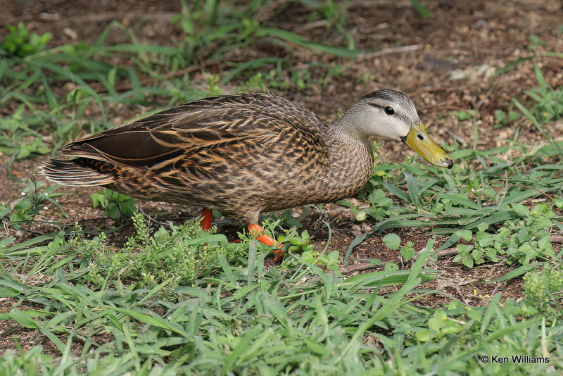 Mottled Duck male, South Padre Island, TX, 4-19-21_11686a.jpg