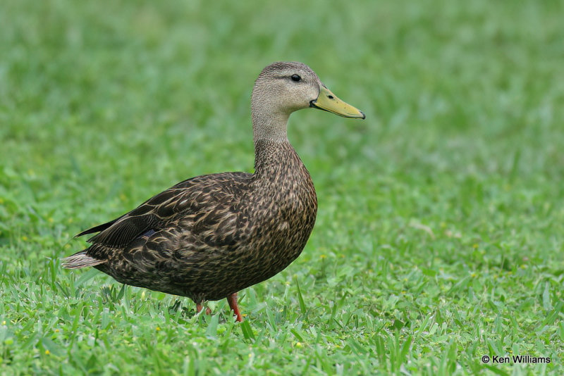 Mottled Duck male, South Padre Island, TX, 4-19-21_12526a.jpg