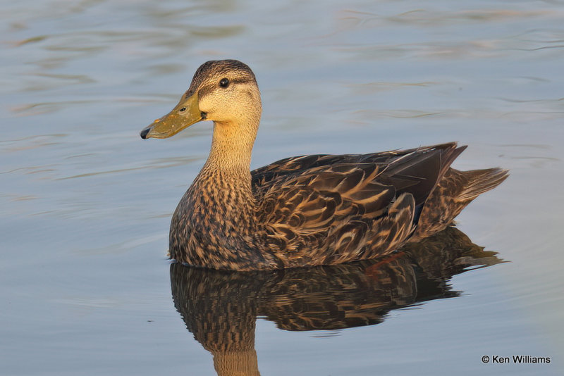 Mottled Duck male, South Padre Island, TX, 4-21-21_14992a.jpg