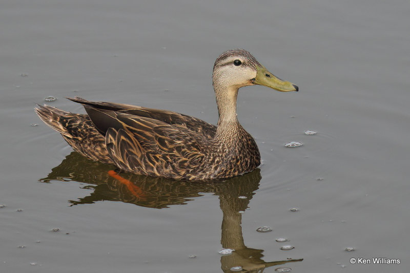 Mottled Duck male, South Padre Island, TX, 4-23-21_17632a.jpg