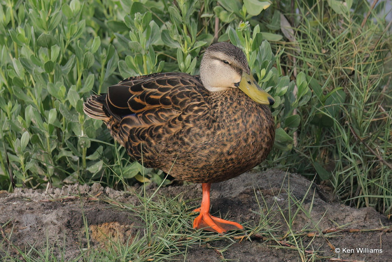 Mottled Duck male, South Padre Island, TX, 4-23-21_17691a.jpg
