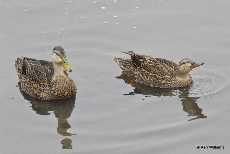 Mottled Duck pair, South Padre Island, TX, 4-23-21_17023a.jpg