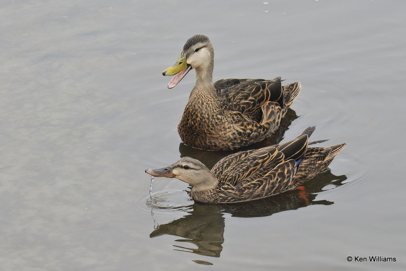 Mottled Duck pair, South Padre Island, TX, 4-23-21_17026a.jpg