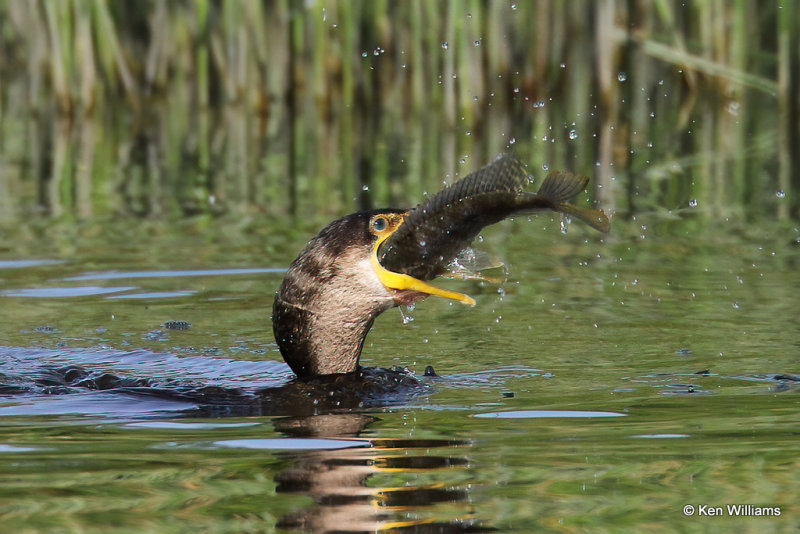Neotropic Cormorant juvenile eating fish, Estero Llano Grande SP, TX, 4-24-21_18454a.jpg