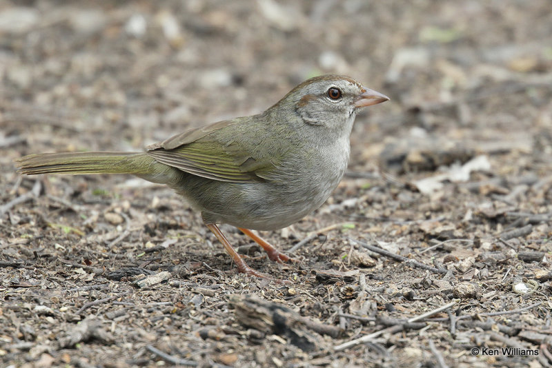 Olive Sparrow, Laguna Vista, TX, 4-23-21_17260a.jpg