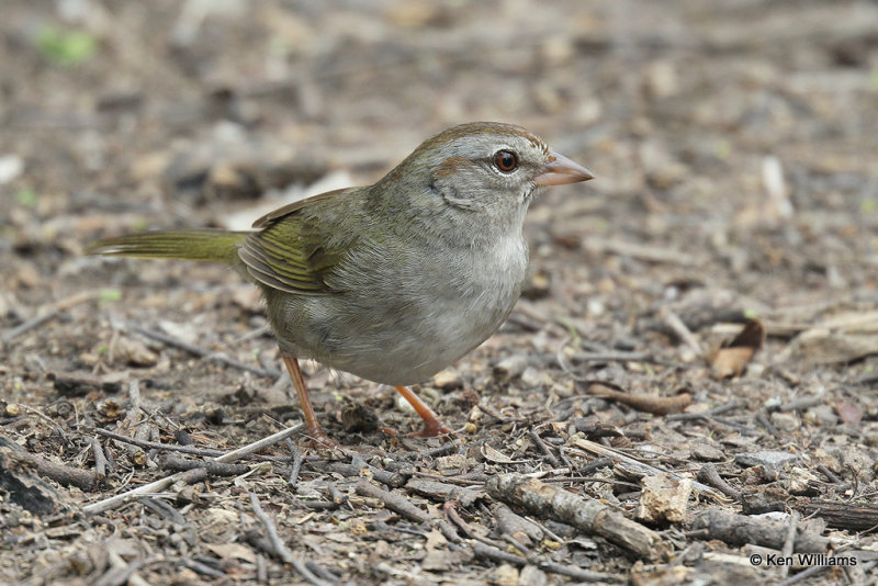 Olive Sparrow, Laguna Vista, TX, 4-23-21_17264a.jpg