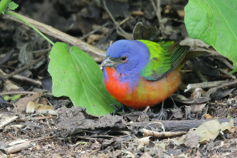 Painted Bunting male, South Padre Island, TX, 4-18-21_08967a.jpg