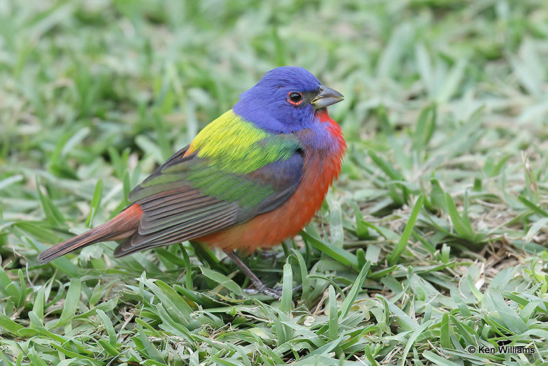 Painted Bunting male, South Padre Island, TX, 4-18-21_09701a.jpg